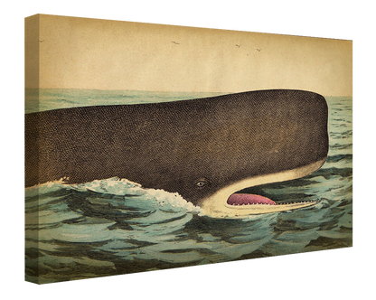 Whale Head-fish, print-Canvas Print - 20 mm Frame-50 x 75 cm-BLUE SHAKER