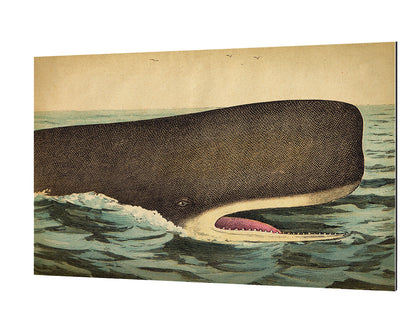 Whale Head-fish, print-Alu Dibond 3mm-40 x 60 cm-BLUE SHAKER