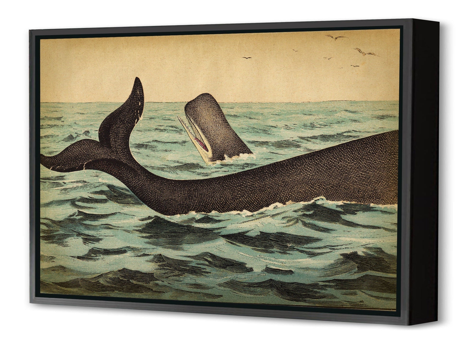 Whale Tail-fish, print-Canvas Print with Box Frame-40 x 60 cm-BLUE SHAKER
