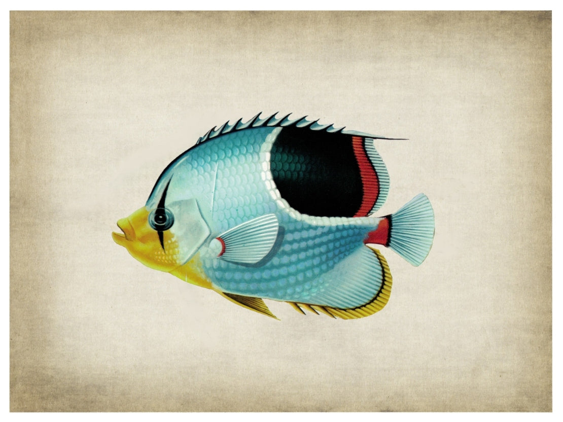 Fish 7-fish, print-Print-30 x 40 cm-BLUE SHAKER