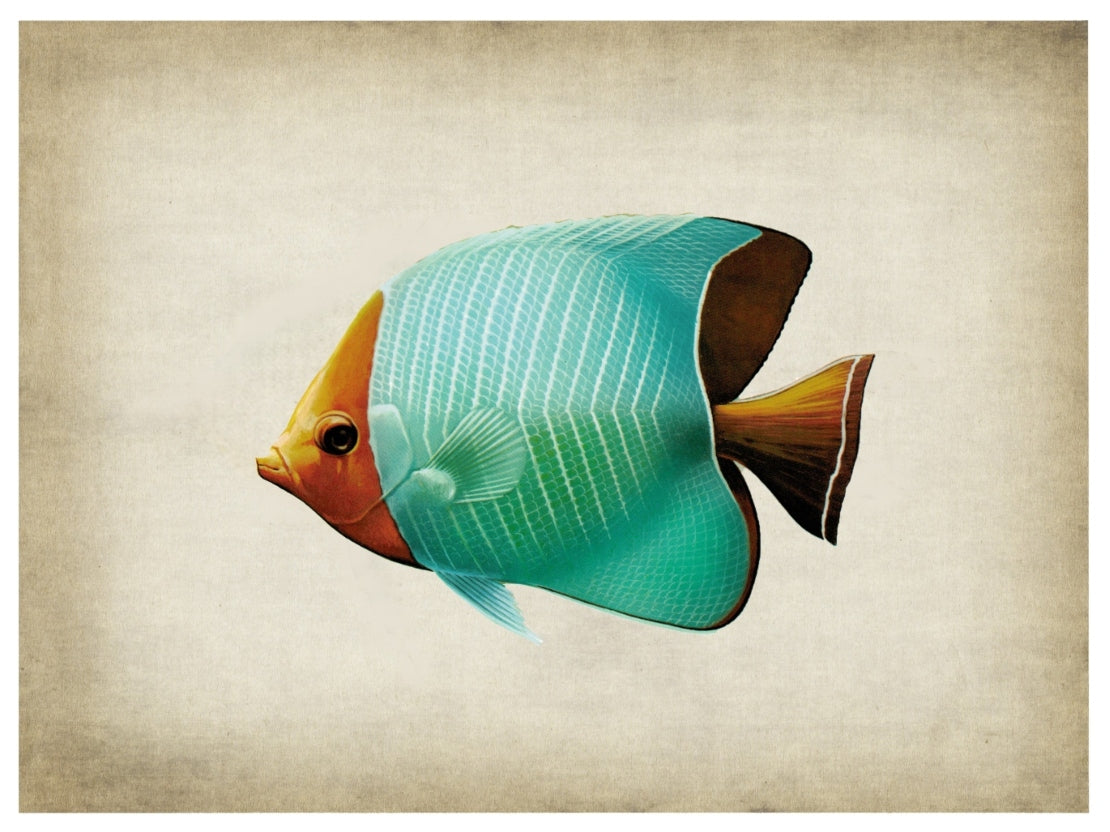 Fish 8-fish, print-Print-30 x 40 cm-BLUE SHAKER