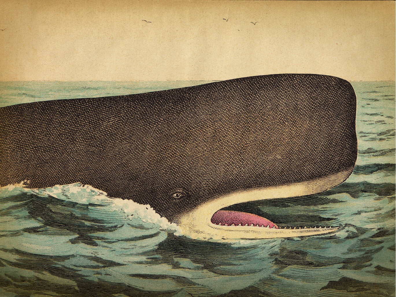 Whale Head-fish, print-Print-30 x 40 cm-BLUE SHAKER