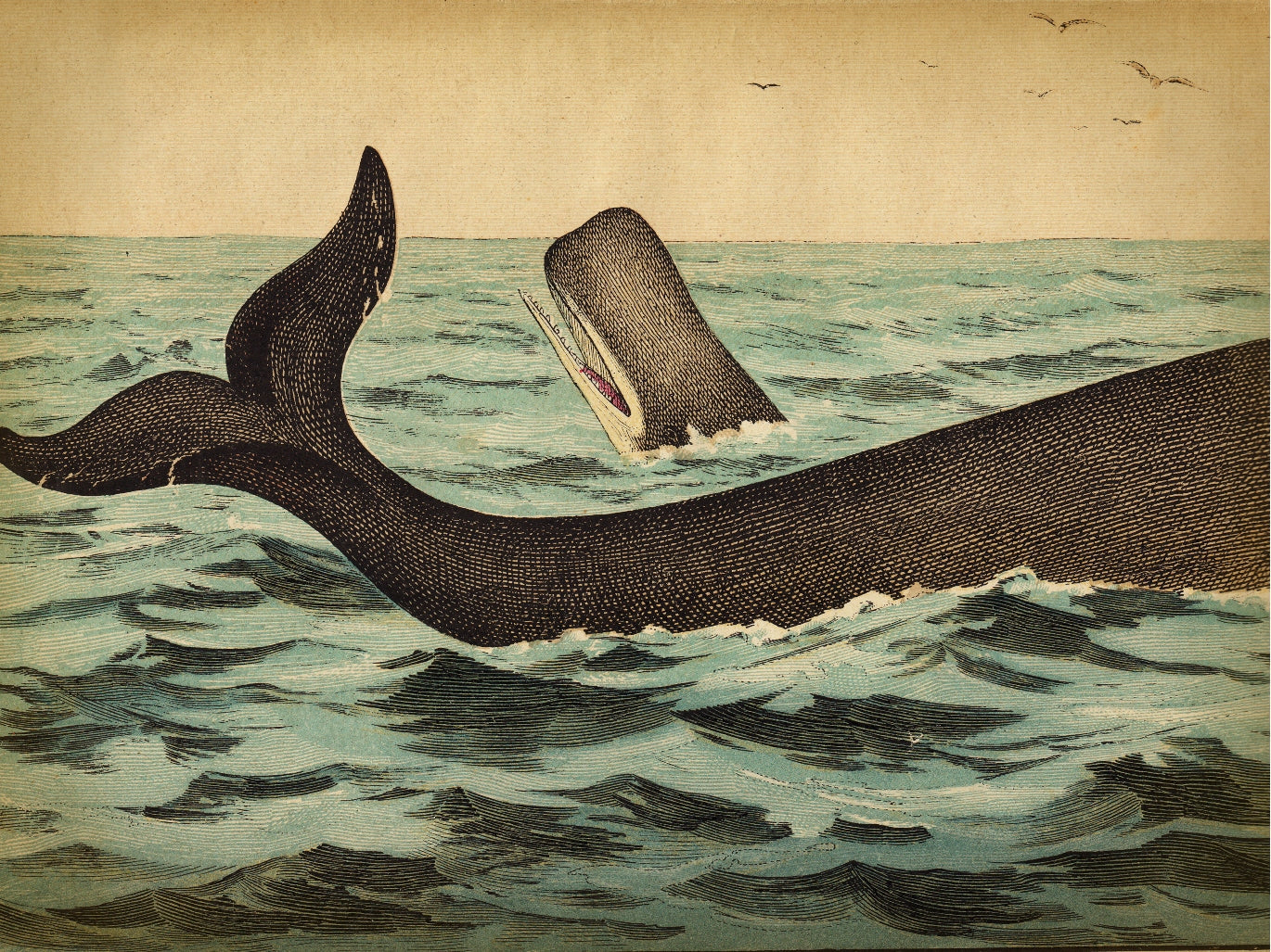 Whale Tail-fish, print-Print-30 x 40 cm-BLUE SHAKER