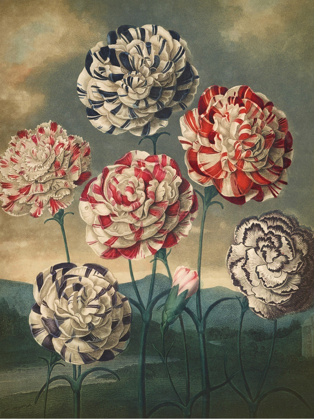 Fl Carnations-botanical, print-Print-30 x 40 cm-BLUE SHAKER