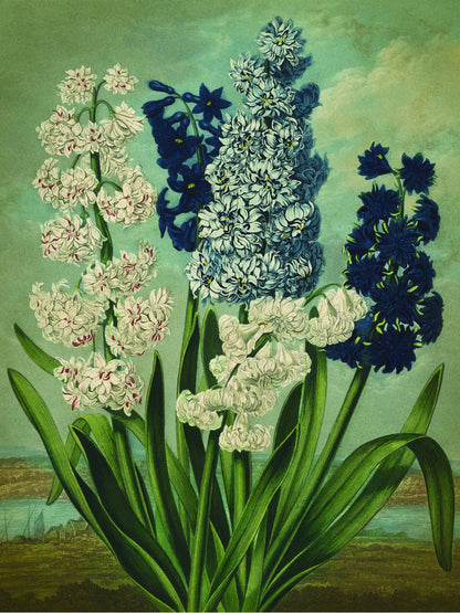 Fl Hyacinths-botanical, print-Print-30 x 40 cm-BLUE SHAKER