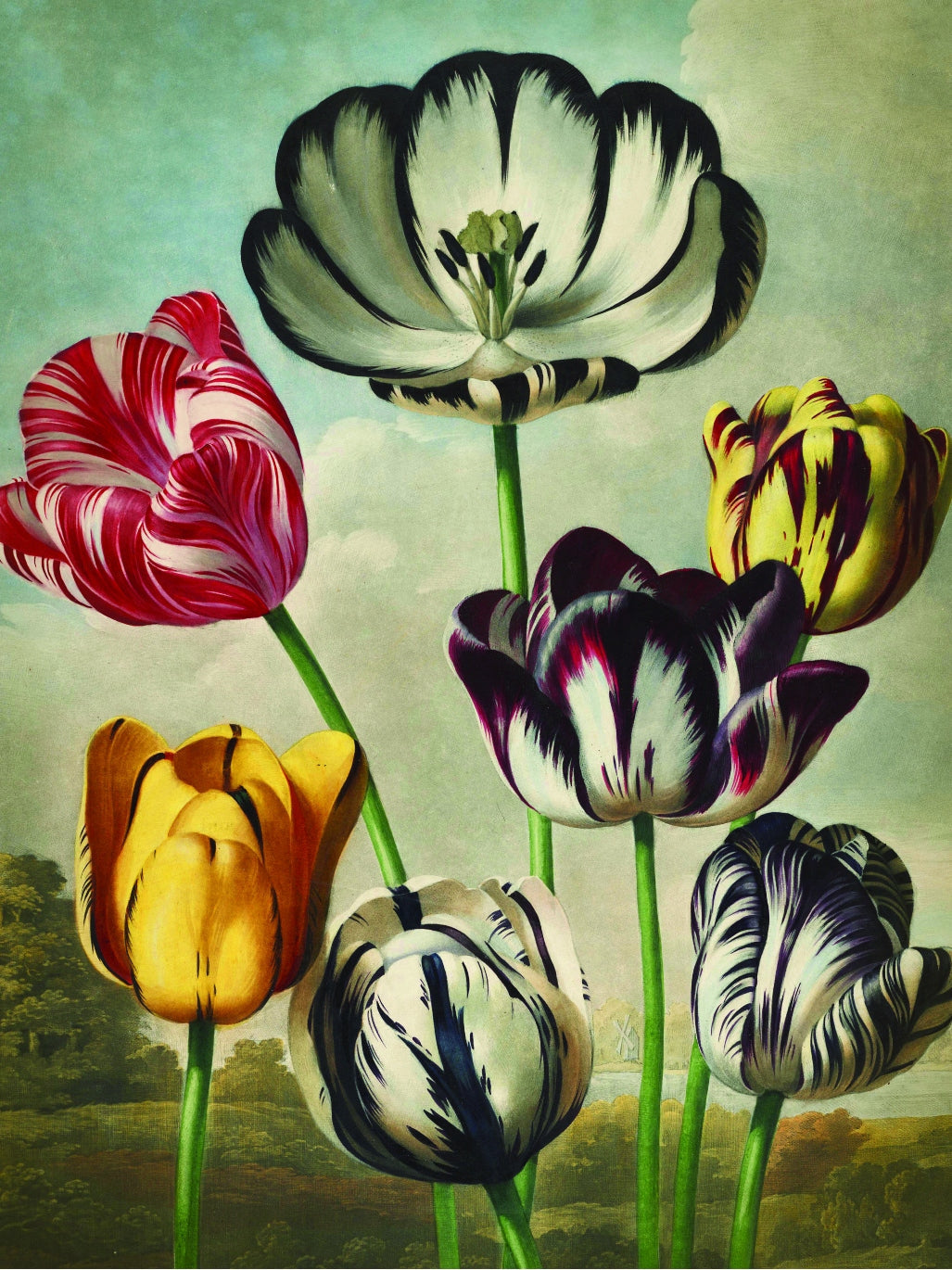 Fl Tulips-botanical, print-Print-30 x 40 cm-BLUE SHAKER