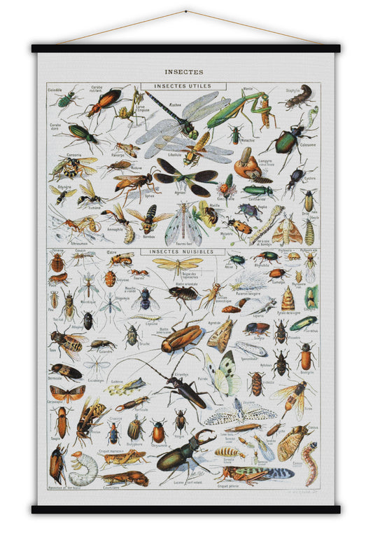 Insectes - Blue Shaker - Poster Affiche -