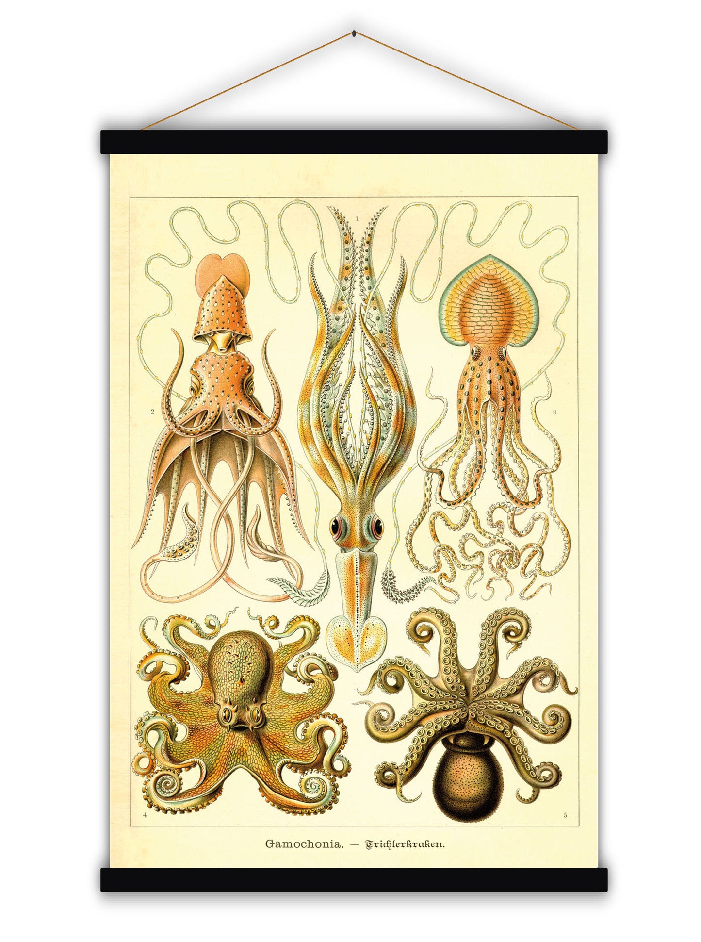 Gamochonia Octopus - Blue Shaker - Poster Affiche -