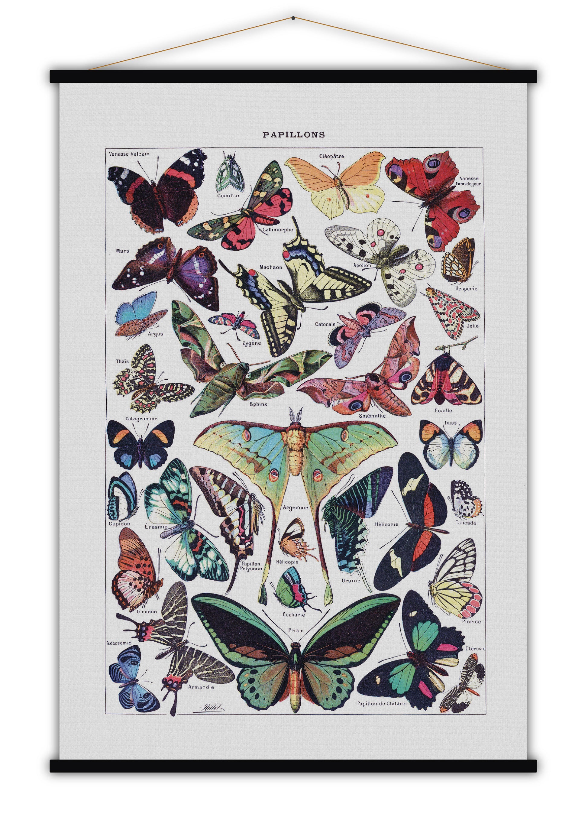 Papillons - Blue Shaker - Poster Affiche -