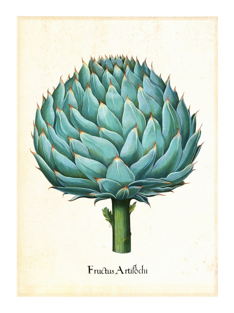 Pl Artichoke 2-botanical, print-Print-30 x 40 cm-BLUE SHAKER