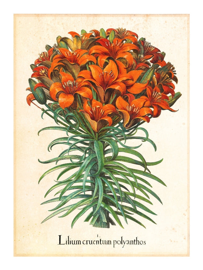 Pl Lilium-botanical, print-Print-30 x 40 cm-BLUE SHAKER