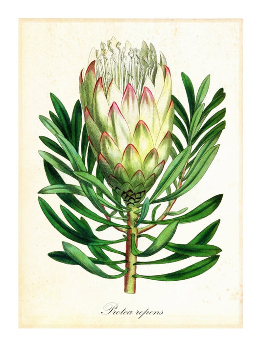 Pl Protearepens-botanical, print-Print-30 x 40 cm-BLUE SHAKER