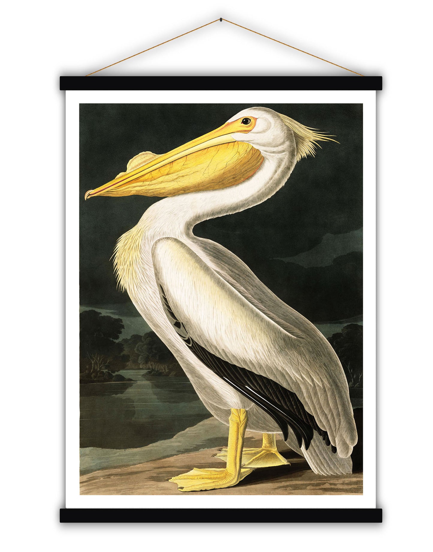 White Pelican - Blue Shaker - Poster Affiche -