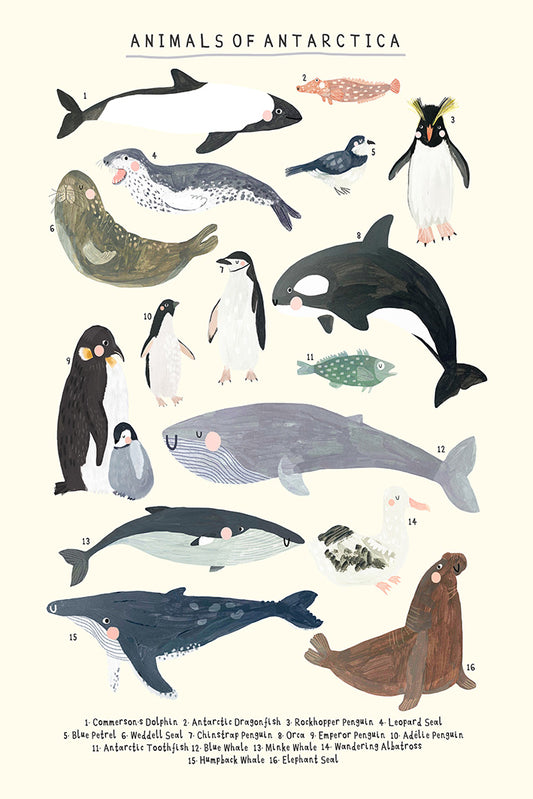 Darcy Olley -  Animals Of Antartica