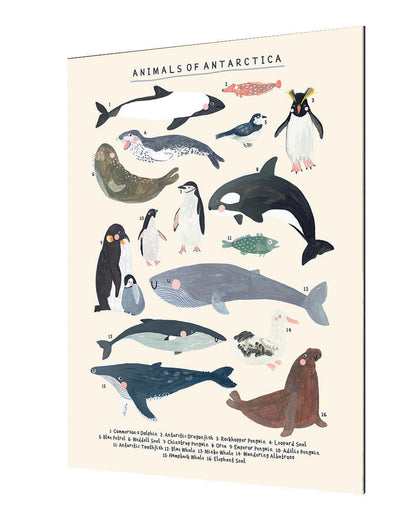 Darcie Olley -  Animals Of Antartica
