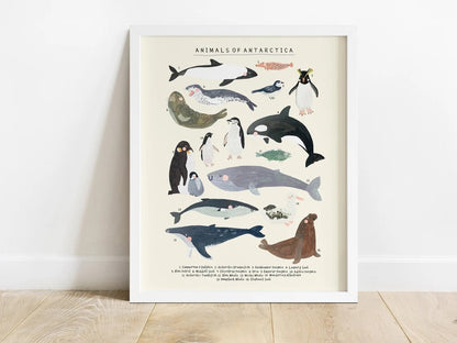 Darcie Olley -  Animals Of Antartica