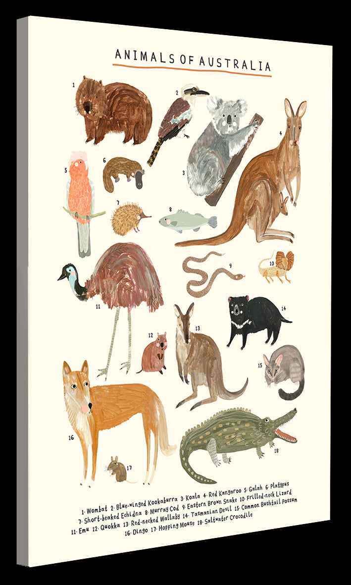 Darcie Olley -  Animals Of Australia