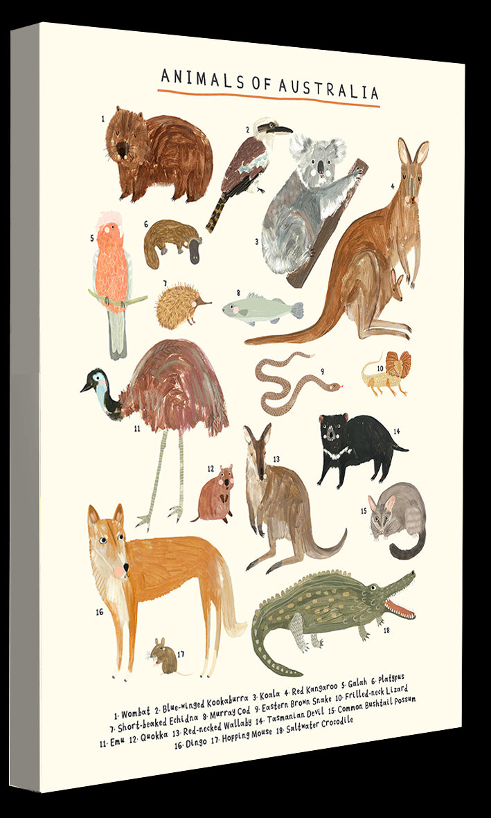 Darcie Olley -  Animals Of Australia
