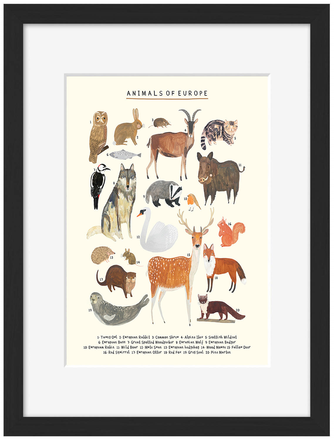 Darcie Olley -  Animals Of Europe