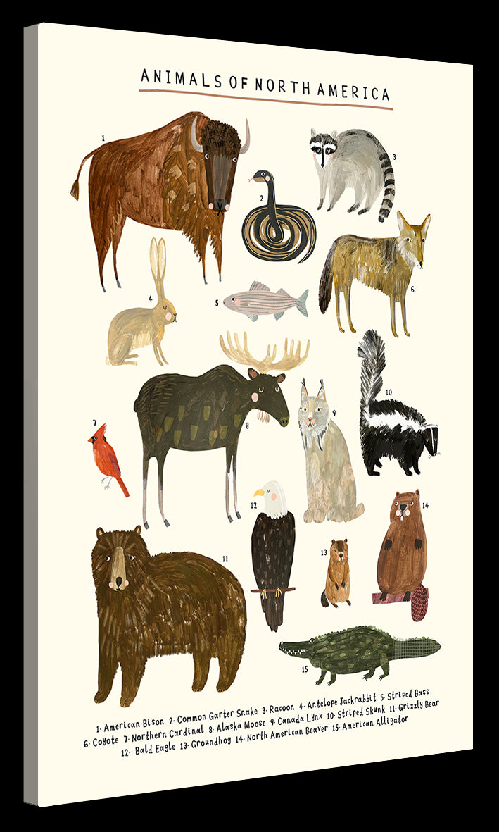 Darcie Olley -  Animals Of North America