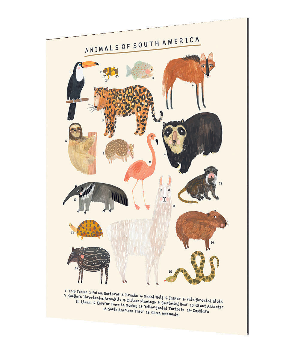 Darcy Olley -  Animals Of South America
