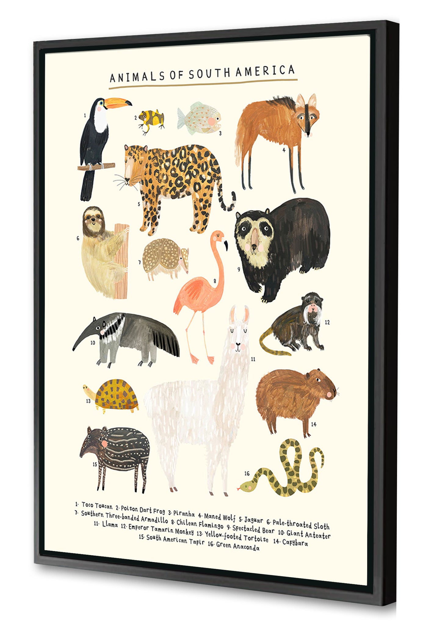 Darcie Olley -  Animals Of South America