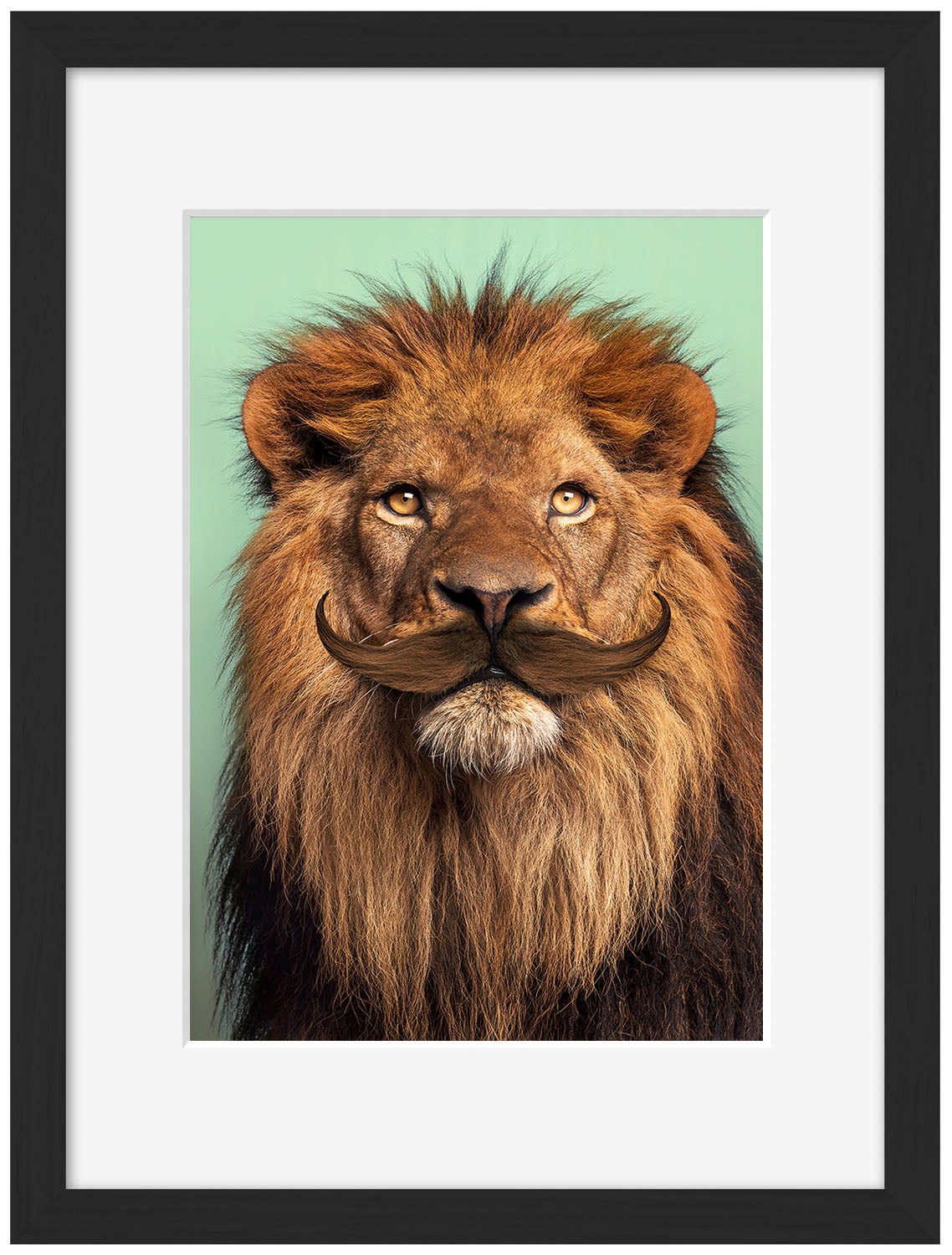 Jonas Loose -  Bearded Lion