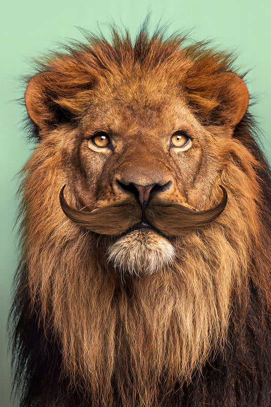 Jonas Loose -  Bearded Lion