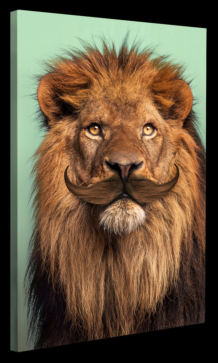 Jonas Loose -  Bearded Lion