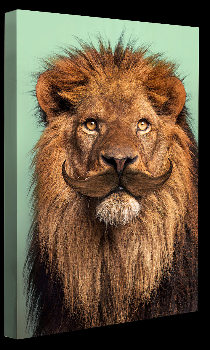 Jonas Loose -  Bearded Lion