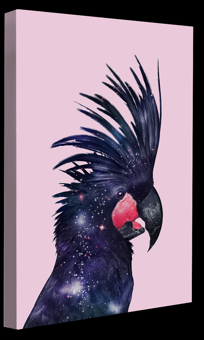 Jonas Loose -  Galaxy Bird