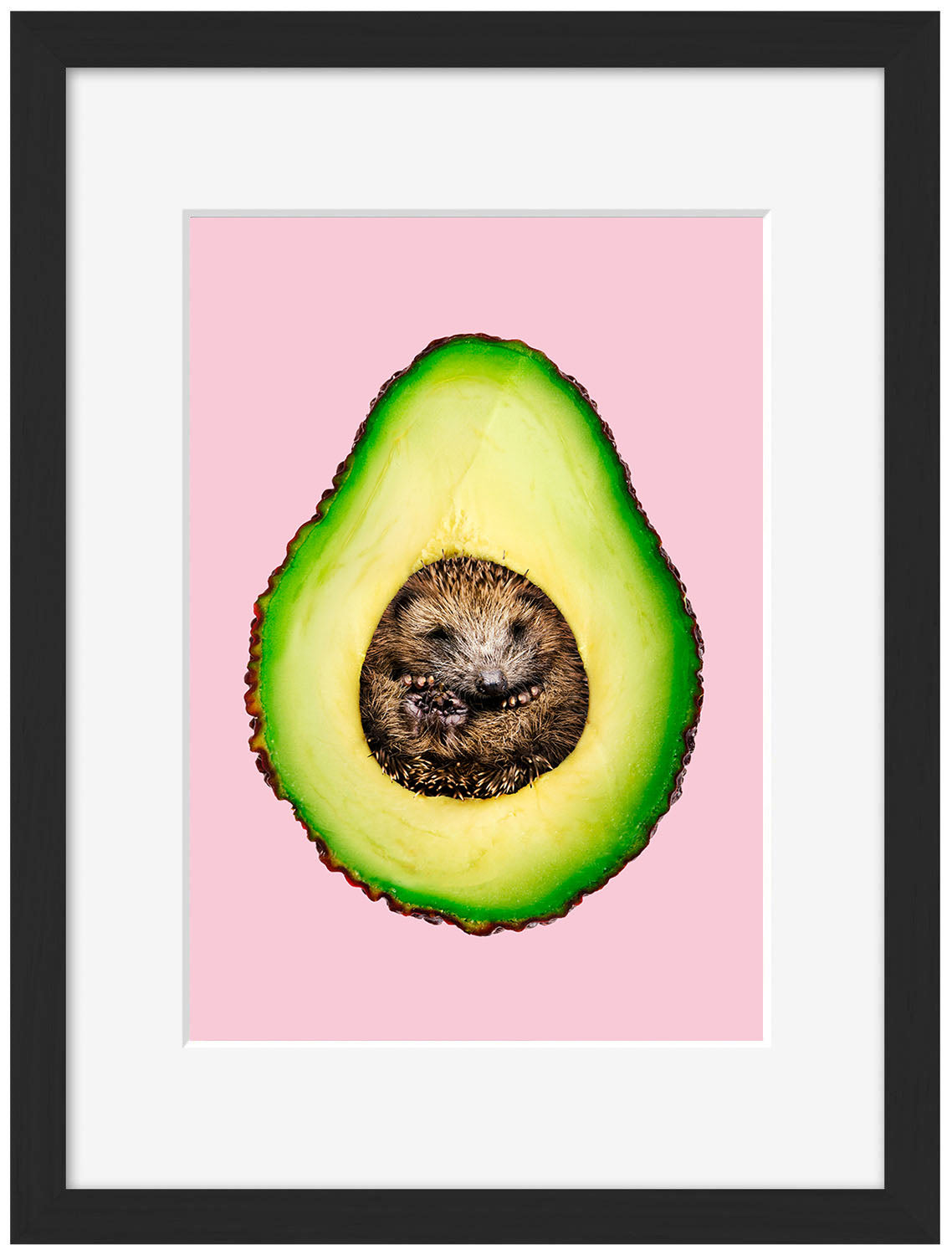 Jonas Loose -  Hedgehocado