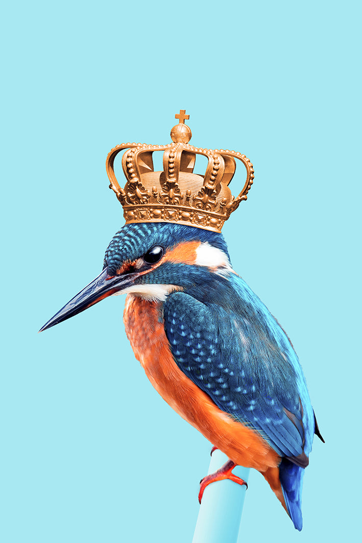 Jonas Loose -  Kingfisher