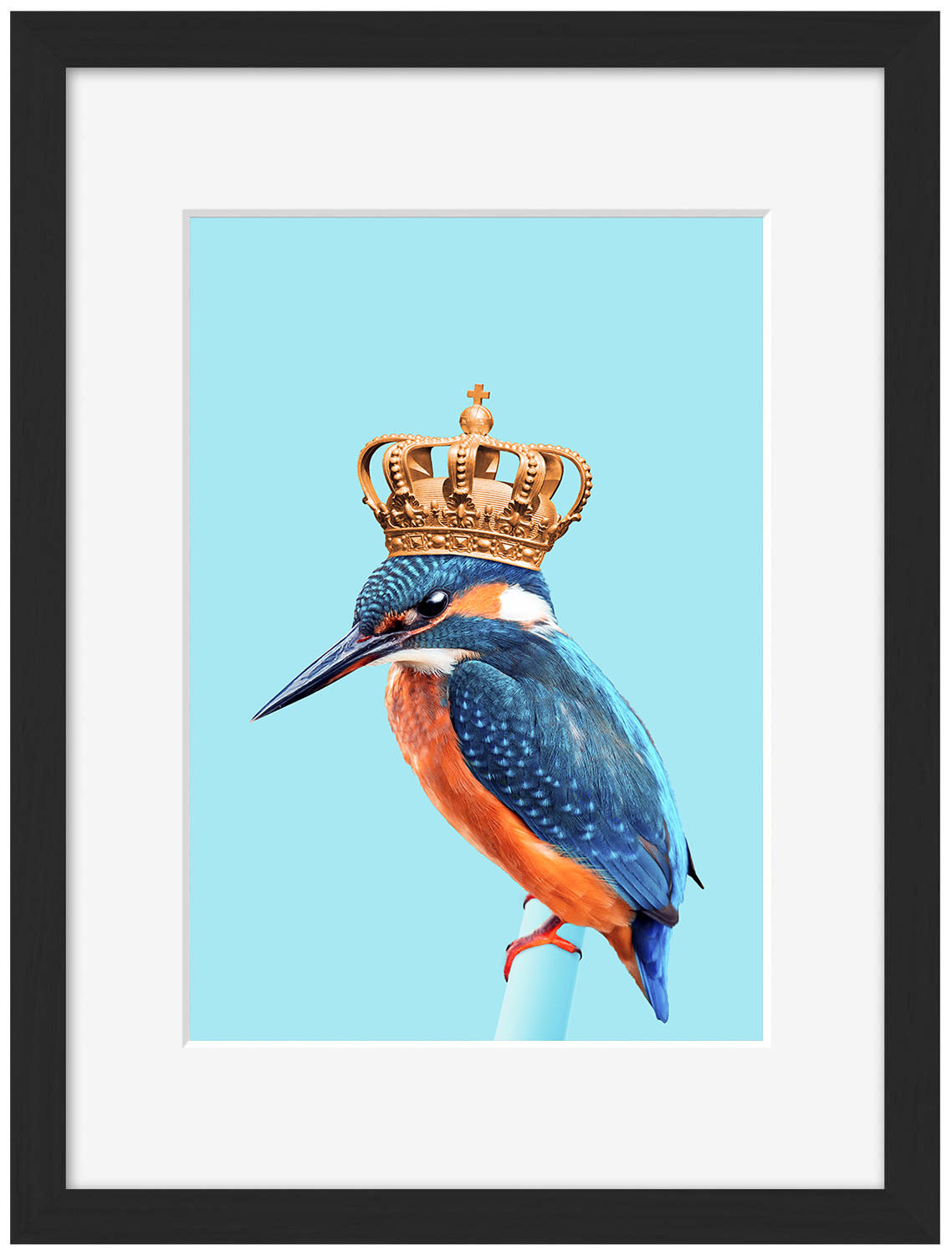 Jonas Loose -  Kingfisher