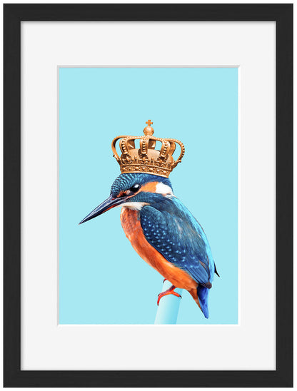 Jonas Loose -  Kingfisher