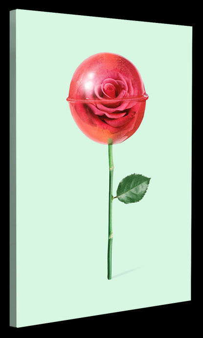 Jonas Loose -  Rose Lollipop